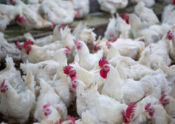 Toyuq əti bahalaşacaq? - <span class="color_red">VİDEO</span>