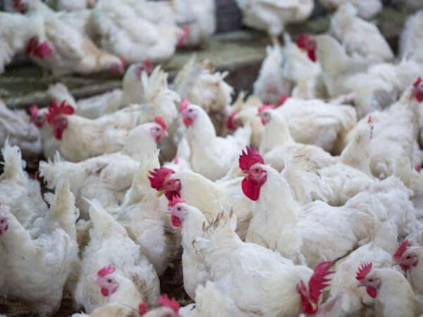 Toyuq əti bahalaşacaq? - <span class="color_red">VİDEO</span>