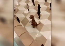 Bakı aeroportunda qonaq qarşılayan &quot;dinozavr&quot; - <span class="color_red">VİDEO</span>