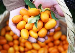 Kinkan bol, qiymət münasib