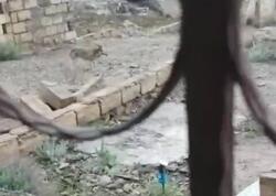 Lökbatanda evə tülkü girdi - VİDEO