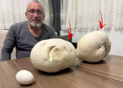 Gəzməyə çıxdığı yolda görün nə tapdı &quot;İlk dəfədir belə bir şey görürəm&quot;