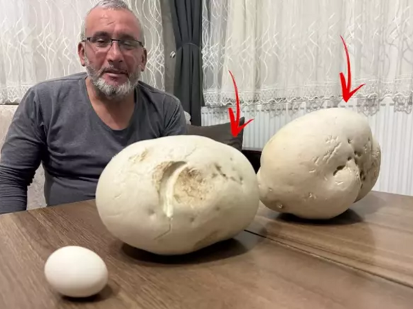 Gəzməyə çıxdığı yolda görün nə tapdı &quot;İlk dəfədir belə bir şey görürəm&quot;