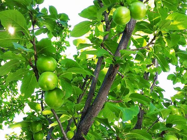 50 yaşlı kişi alçaya görə öldü