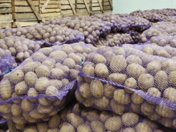 500 ton kartofun sahibi tapılmır - Gömrükdə çürüyür