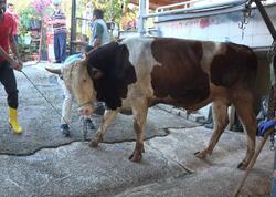 Türkiyədə 14 mindən çox insan qurban kəsərkən yaralandı
