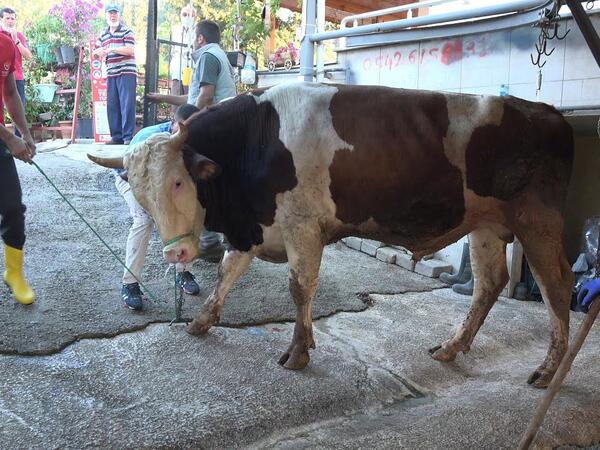Türkiyədə 14 mindən çox insan qurban kəsərkən yaralandı
