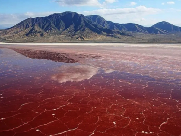 Heyvanları &quot;DAŞA ÇEVİRƏN&quot; göl - Planetin ən qorxunc yerlərindən biri - <span class="color_red">FOTOlar</span>