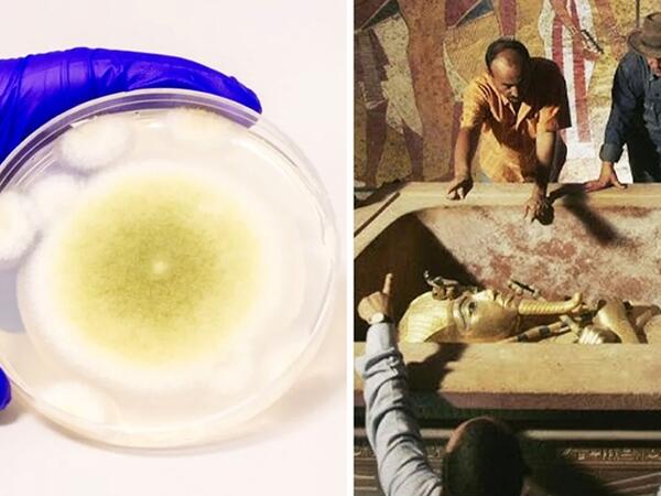 “Fironun lənəti”ndən ümid doğdu: Xərçəngin kökünü kəsən maddə görün harada tapıldı
