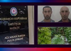 Çətənə bitkilərinin kultivasiyasını təşkil edən şəxslər saxlanıldı - VİDEO