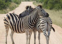 Zebra əslində hansı rəngdədir: Qara-ağ, yoxsa ağ-qara?