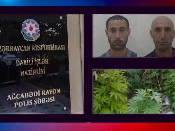 Çətənə bitkilərinin kultivasiyasını təşkil edən şəxslər saxlanıldı - VİDEO