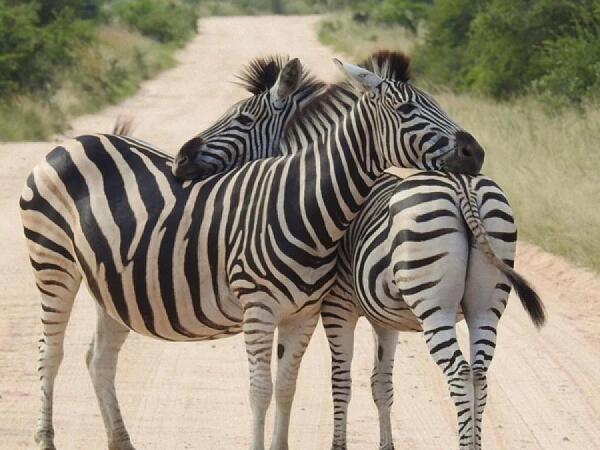 Zebra əslində hansı rəngdədir: Qara-ağ, yoxsa ağ-qara?