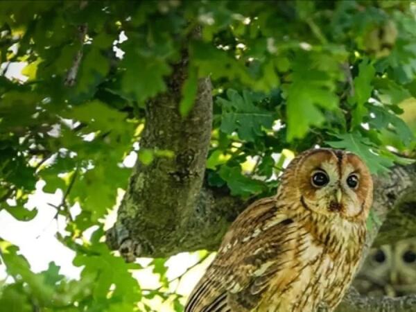 Evinizin ətrafında bayquş varsa, sevinin: səbəbinə təəccüblənəcəksiniz