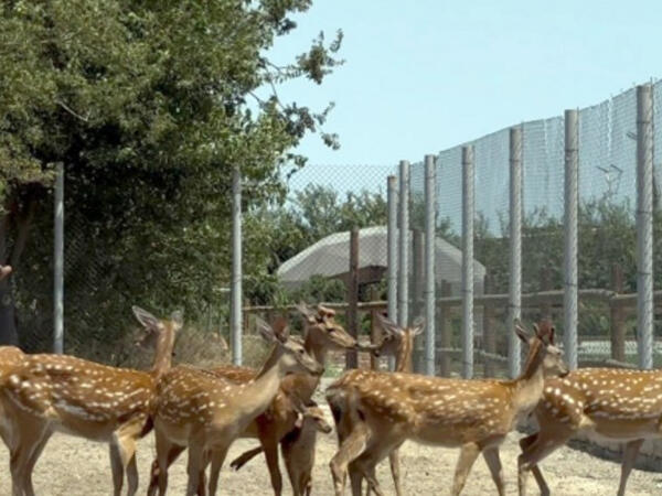 Buzovnada qanunsuz saxlanılan heyvanlar zooparka təhvil verildi - FOTO
