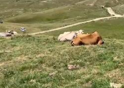Türkiyə ciddi təhlükə ilə üz-üzə - “Bütün heyvanlara yayılıb”