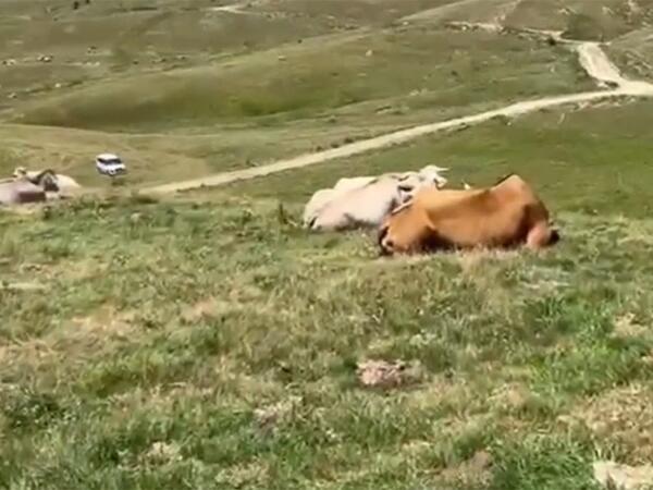 Türkiyə ciddi təhlükə ilə üz-üzə - “Bütün heyvanlara yayılıb”