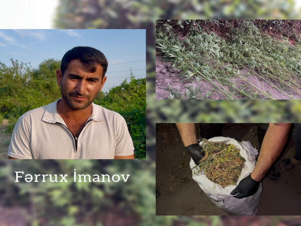 Kürün sahilində xüsusi tunel hazırlayaraq çətənə bitkisi yetişdirən şəxs saxlanılıb