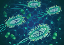 Alimlər antibiotiklərə davamlı bakteriyaları məhv etməyin yolunu tapdılar