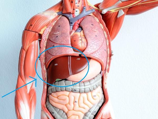 Alimlər təbii “mikrobiom dərmanı”nı tapdı - qaraciyər üçün ümid verici kəşf