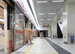 Pişiklər üçün metro inşa etdi - VİDEO