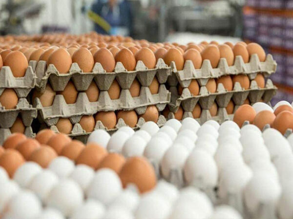 Yumurta bahalaşıb, yoxsa ucuzlaşıb? - Fakt və ekspert rəyi