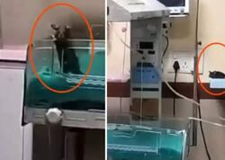 Hindistanda doğum evində faciə: iki körpəni siçan dişlədi, öldü - FOTO