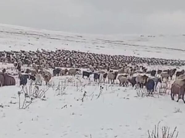 Kəlbəcərə qar yağıb