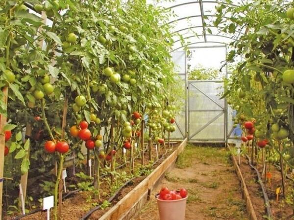 Pomidor oğurlamağa getdilər - Diqqət çəkməmək üçün “166 yükdaşıma”dan istifadə etdilər