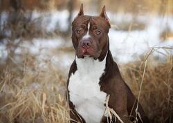 Pitbul sahibini parçalayıb öldürdü