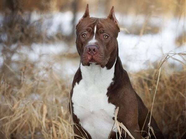Pitbul sahibini parçalayıb öldürdü