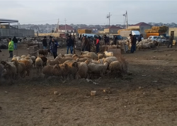 Azərbaycanda heyvan bazarlarında məhdudiyyətlər tətbiq olunacaq - BU TARİXDƏN