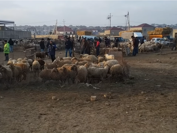 Azərbaycanda heyvan bazarlarında məhdudiyyətlər tətbiq olunacaq - BU TARİXDƏN