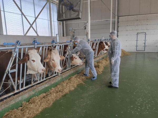 Azərbaycana 5,2 milyon doza dabaq peyvəndi gətiriləcək
