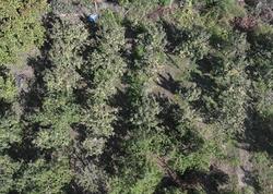 Bərəkətsiz torpaqlarda belə bitir – Hər ağacdan 25 kilo məhsul alınır