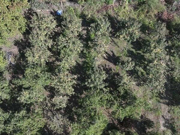 Bərəkətsiz torpaqlarda belə bitir – Hər ağacdan 25 kilo məhsul alınır