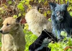 Çernobılda mavi itlər peyda oldu - FOTO