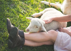 Biləsuvarda quzusu xəstələndiyi üçün arvadını döyən şəxs cəzalandırıldı