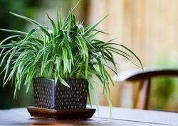 Kif və tozu aradan qaldırır - Bu otaq bitkisi evinizdəki havanı təmizləyəcək