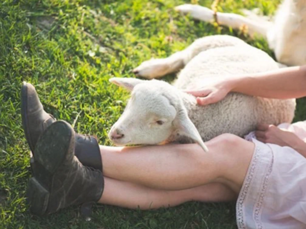 Biləsuvarda quzusu xəstələndiyi üçün arvadını döyən şəxs cəzalandırıldı