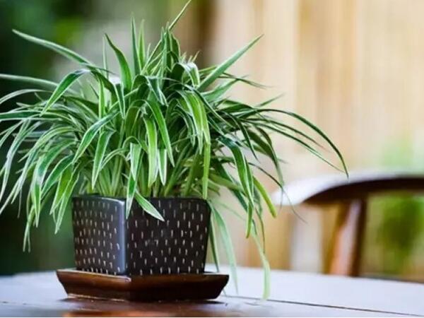 Kif və tozu aradan qaldırır - Bu otaq bitkisi evinizdəki havanı təmizləyəcək