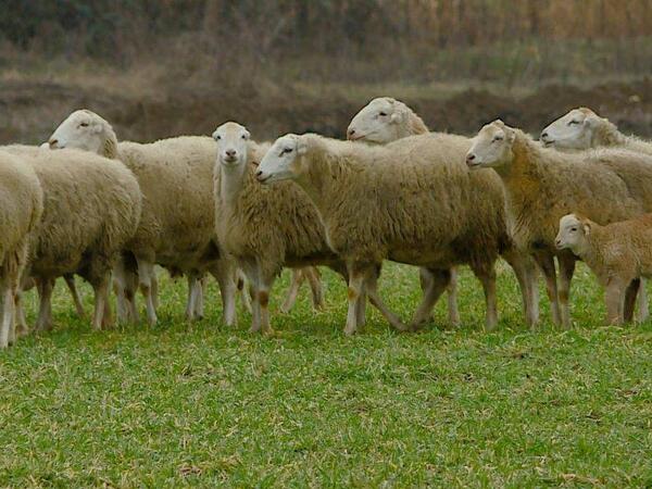 Göygöldə silahlı şəxslər tərəfindən qaçırılan 62 baş toyun tapıldı - <span class="color_red">VİDEO</span>