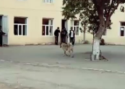 Goranboyda məktəbdə it xadiməyə hücum etdi - <span class="color_red">ANBAAN VİDEO</span>
