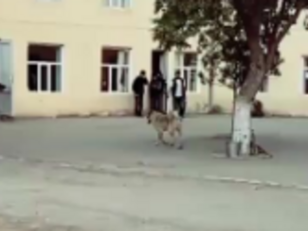 Goranboyda məktəbdə it xadiməyə hücum etdi - <span class="color_red">ANBAAN VİDEO</span>
