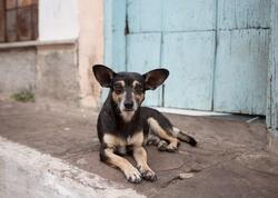 Bakıda küçə itinə görə aləm bir-birinə dəydi - 500 manat cərimələndi