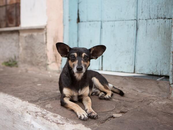 Bakıda küçə itinə görə aləm bir-birinə dəydi - 500 manat cərimələndi