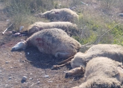 Kürdəmirdə mikroavtobus heyvan sürüsünə çırpılıb, 10 baş qoyun tələf olub - <span class="color_red">FOTO</span>