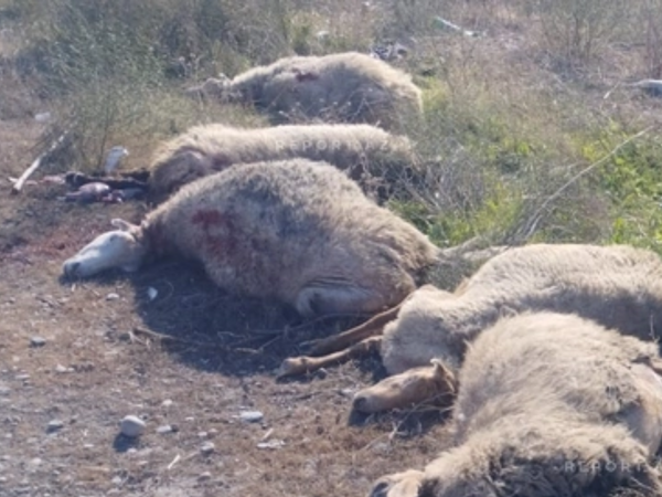 Kürdəmirdə mikroavtobus heyvan sürüsünə çırpılıb, 10 baş qoyun tələf olub - <span class="color_red">FOTO</span>