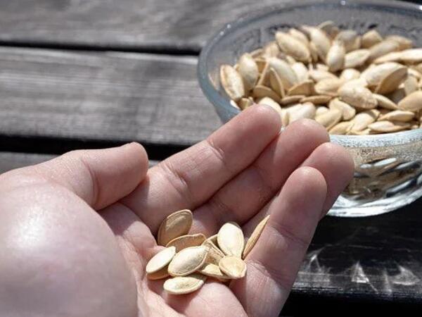 Bir il yarım davam edən öskürəyinin səbəbi balqabaq toxumu çıxdı