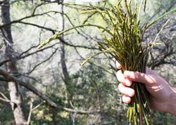 Dünyanın ən bahalı tərəvəzi -  Avropada kilosu 1.000 avroya satılır